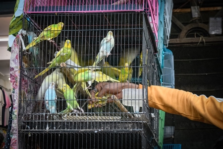 Budgerigars in cages on sale as exotic pet birds, Kabootar market, Delhi, India, 2022