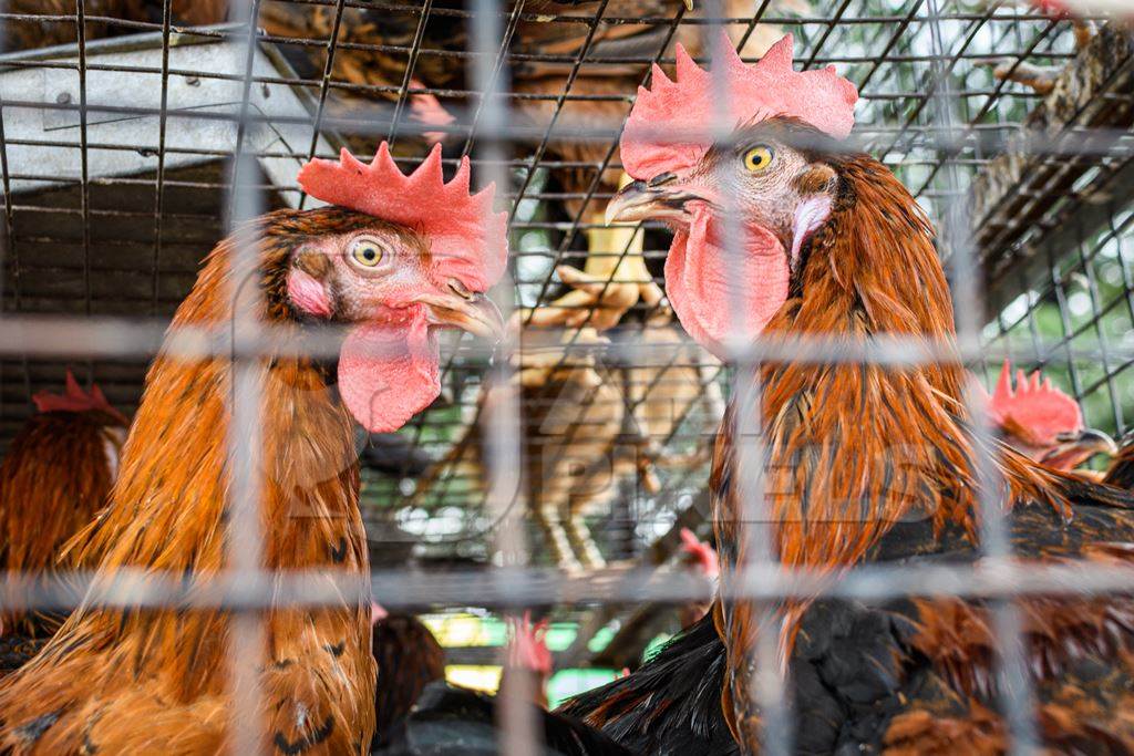 Two Indian chickens or hens on sale in cages at a live animal market on the roadside at Juna Bazaar in Pune, Maharashtra, India, 2021