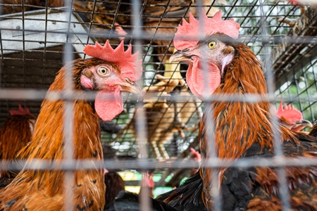 Two Indian chickens or hens on sale in cages at a live animal market on the roadside at Juna Bazaar in Pune, Maharashtra, India, 2021