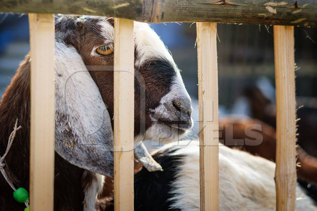 Goat behind wooden bars in pen at Sonepur cattle fair in rural Bihar