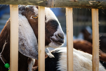 Goat behind wooden bars in pen at Sonepur cattle fair in rural Bihar