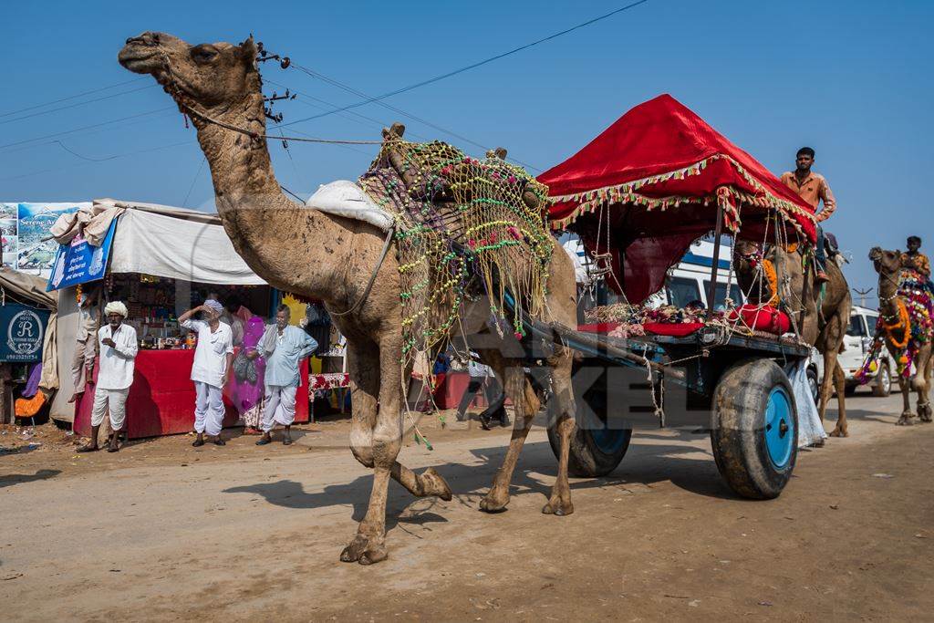 Decorated Indian camel pulling colourful covered cart for tourists at Pushkar camel fair in Rajasthan, India, 2019