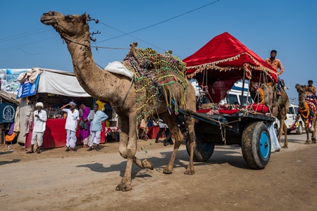Decorated Indian camel pulling colourful covered cart for tourists at Pushkar camel fair in Rajasthan, India, 2019