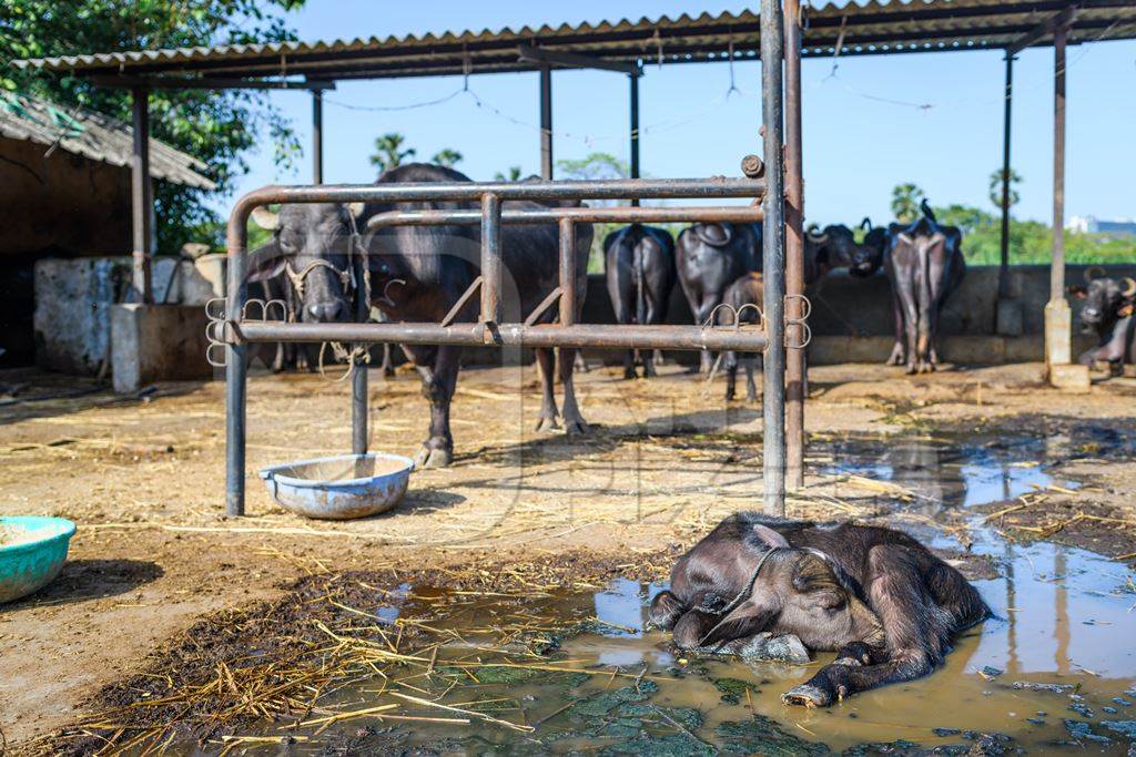 Indian buffalo mother tied to metal stall with her baby in a dirty puddle in the foreground on an urban dairy farm or tabela, Aarey milk colony, Mumbai, India, 2023