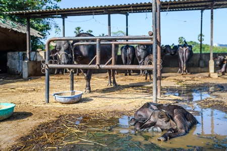 Indian buffalo mother tied to metal stall with her baby in a dirty puddle in the foreground on an urban dairy farm or tabela, Aarey milk colony, Mumbai, India, 2023