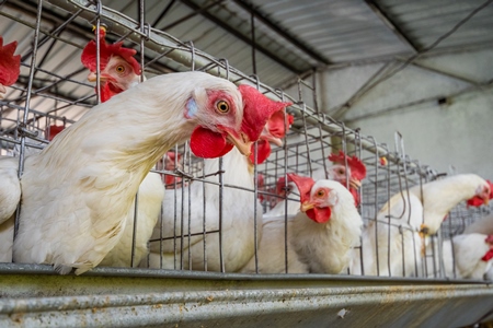 Layer hens or chickens reaching through the bars of battery cages on a poultry layer farm or egg farm in rural Maharashtra, India, 2021