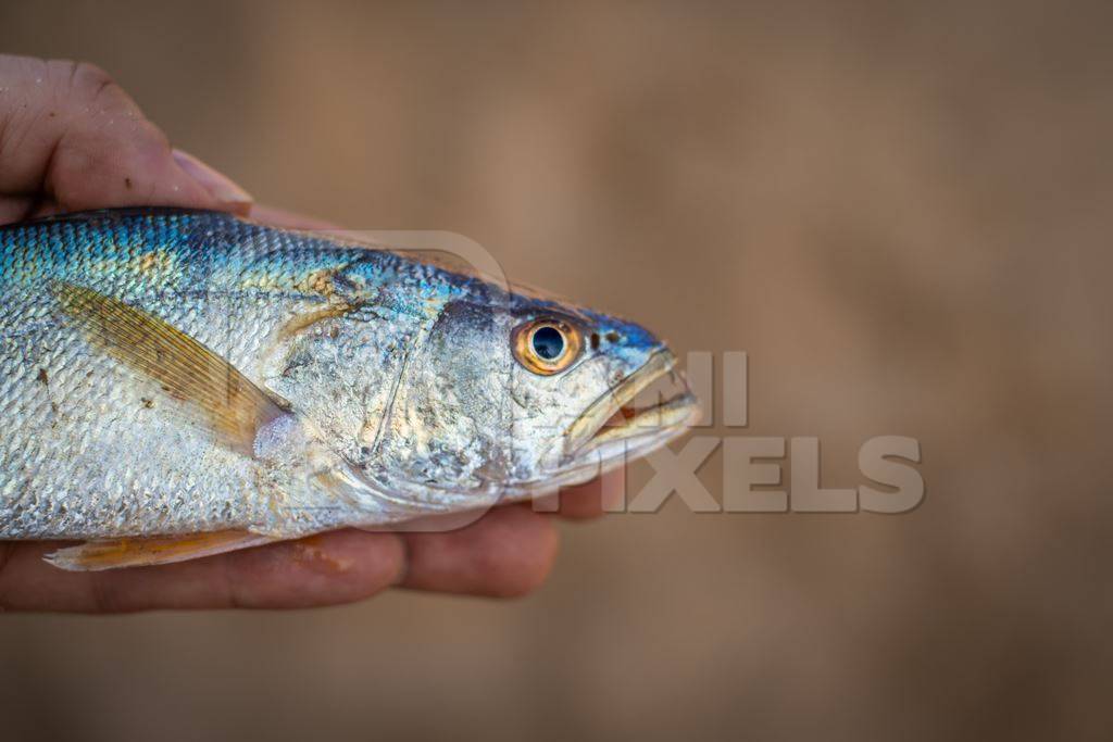 Person holding dead Indian marine ocean fish on the beach in Maharashtra, India