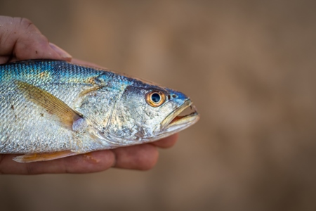 Person holding dead Indian marine ocean fish on the beach in Maharashtra, India