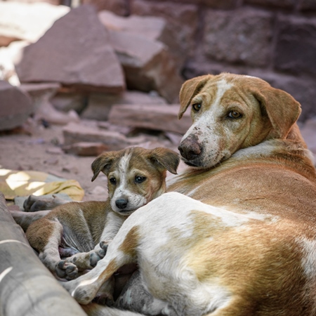 Indian street dog or stray pariah dog mother with puppy, Jodhpur, India, 2022