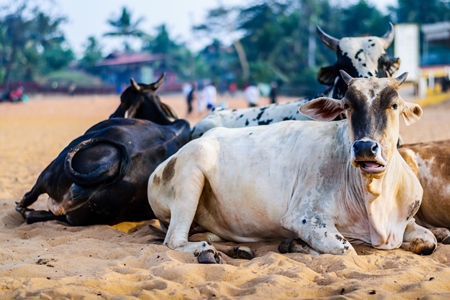 Street cows on beach in Goa in India
