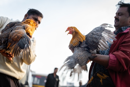 Indian chickens roughly handled, for sale at Wagholi bird market, Pune, Maharashtra, India, 2024
