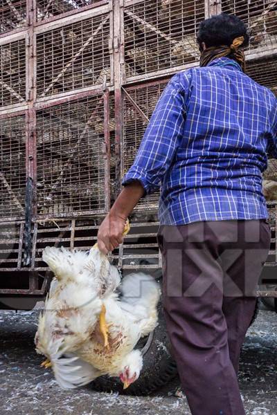 Broiler chickens raised for meat being unloaded from transport trucks near Crawford meat market