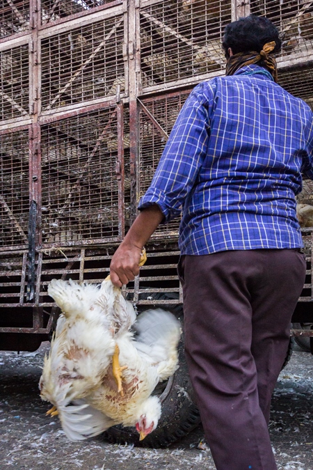 Broiler chickens raised for meat being unloaded from transport trucks near Crawford meat market