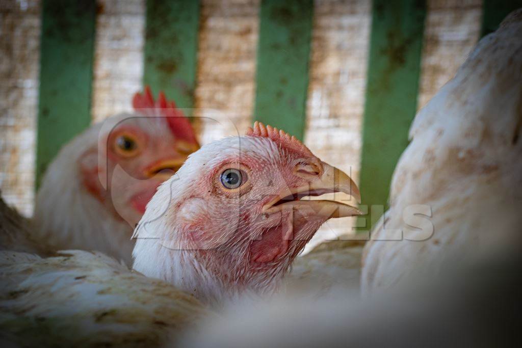 Chickens in cages outside a chicken poultry meat shop in Pune, Maharashtra, India, 2021
