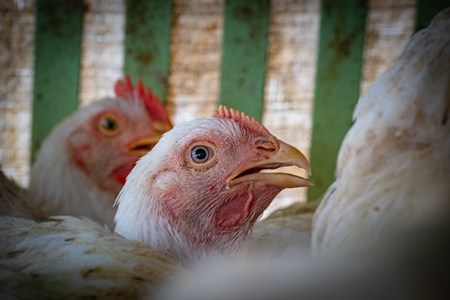 Chickens in cages outside a chicken poultry meat shop in Pune, Maharashtra, India, 2021