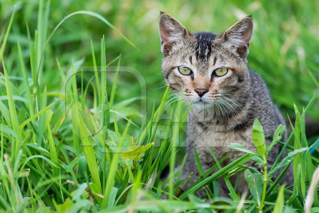 Cute small pet tabby kitten in the green grass