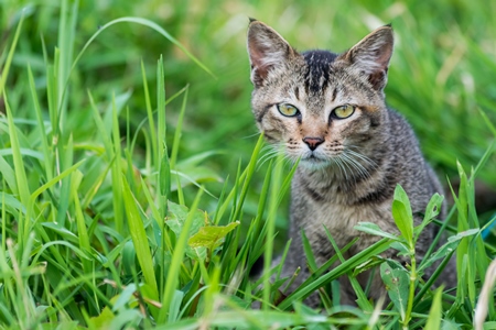 Cute small pet tabby kitten in the green grass