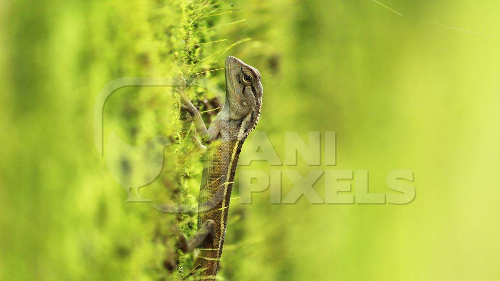 Oriental garden lizard with green background