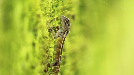 Oriental garden lizard with green background