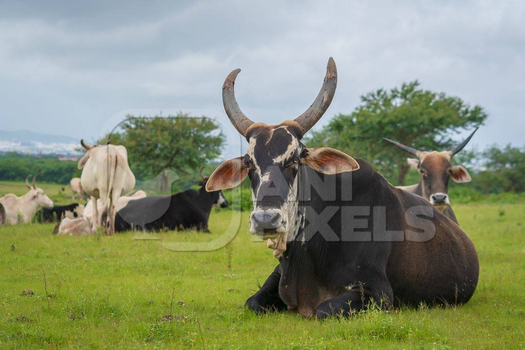 Indian cows or cattle from a dairy farm grazing in a field on the outskirts of a city in Maharashtra in India