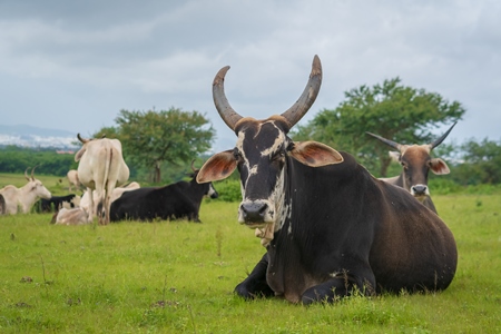 Indian cows or cattle from a dairy farm grazing in a field on the outskirts of a city in Maharashtra in India