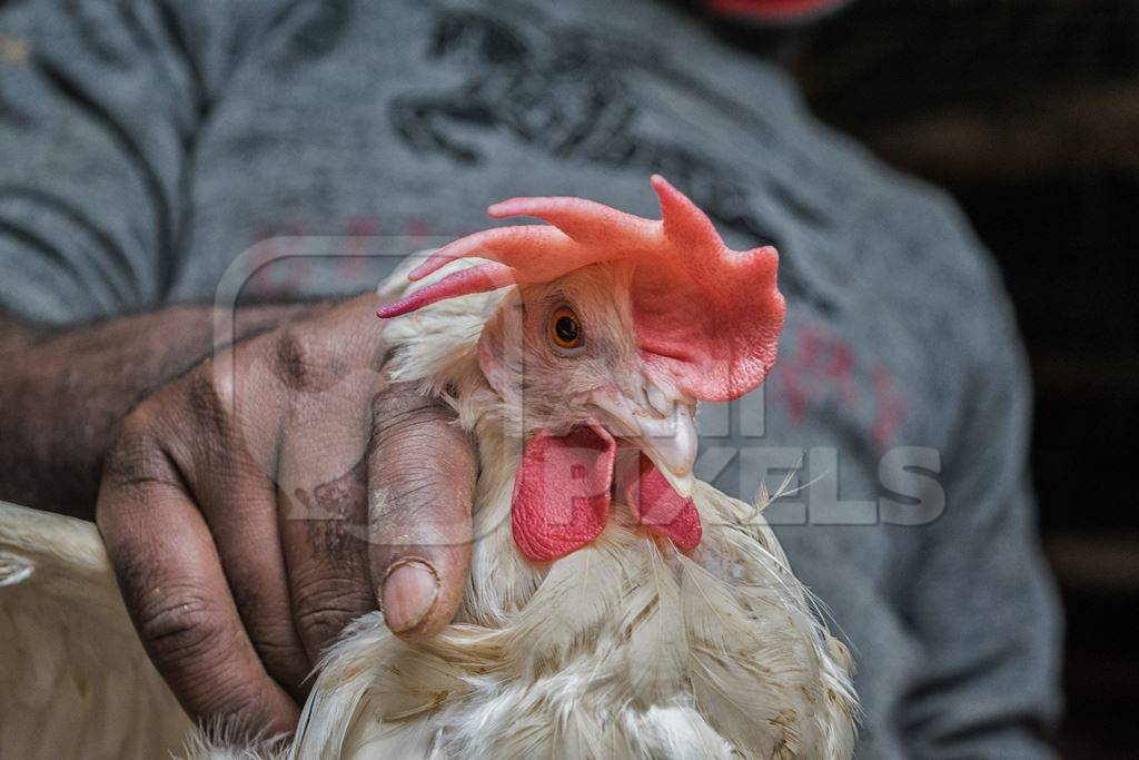 Man holding up large white chicken for sale at a chicken market