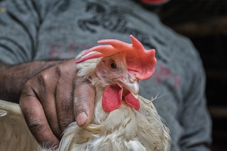 Man holding up large white chicken for sale at a chicken market