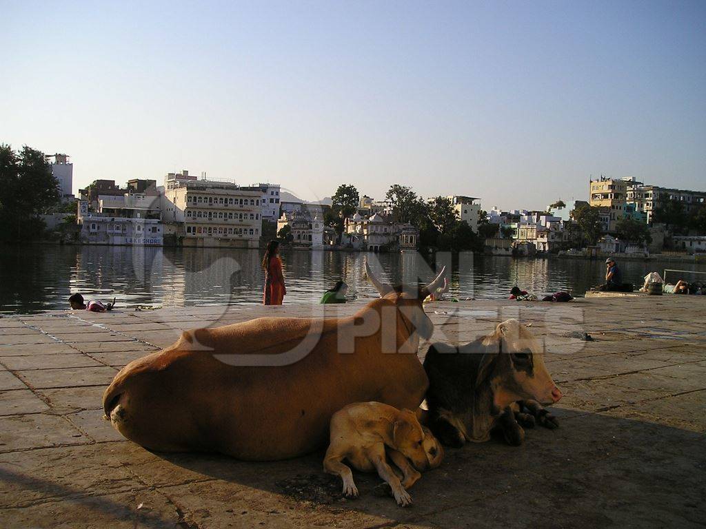 Cows and street dogs sitting near Ghat in Rajasthan