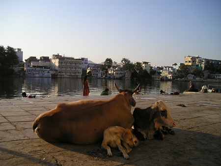 Cows and street dogs sitting near Ghat in Rajasthan