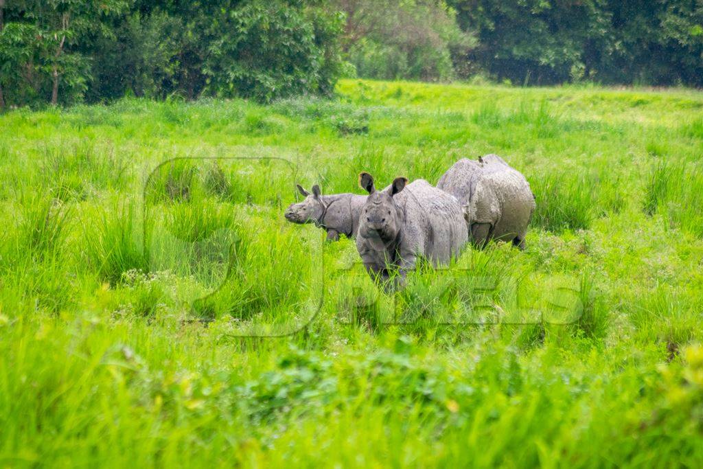 Photo of herd of many Indian one-horned rhinos in landscape with green vegetation in Kaziranga National Park in Assam in India