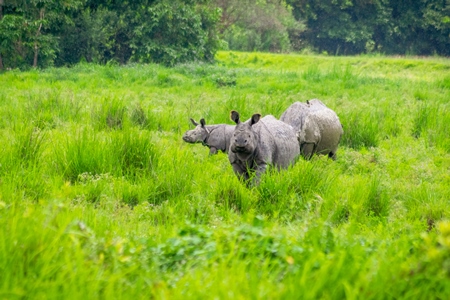 Photo of herd of many Indian one-horned rhinos in landscape with green vegetation in Kaziranga National Park in Assam in India