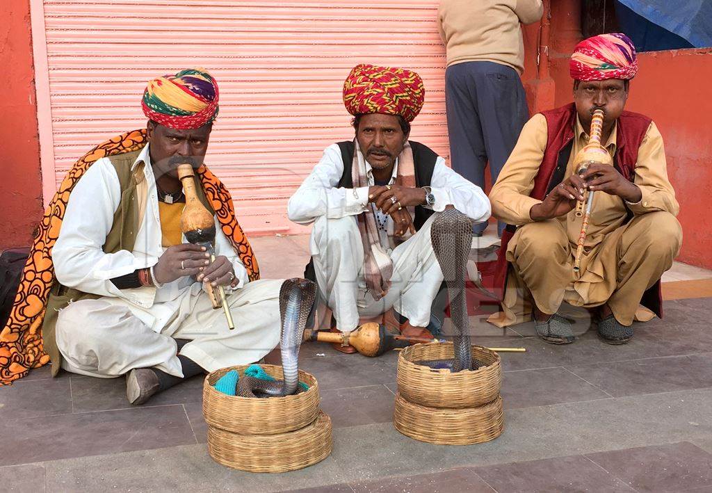 Indian men working as snake charmers playing pungi and begging for money with cobra snakes in baskets in Jaipur, Rajasthan in India