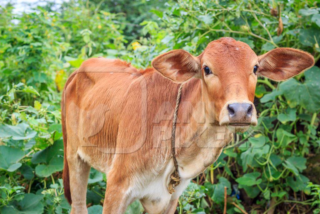 Dairy cow tied up in a field next to an urban dairy in Maharashtra