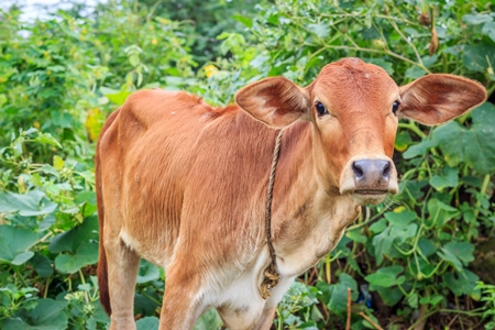 Dairy cow tied up in a field next to an urban dairy in Maharashtra