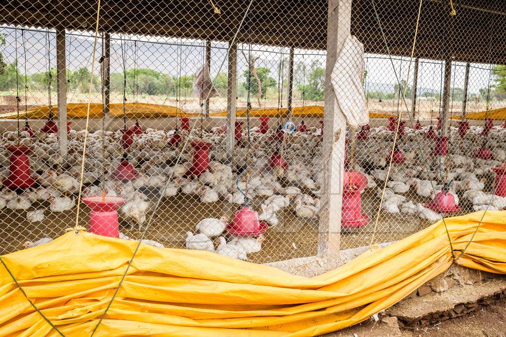 White broiler chickens raised for meat on a large poultry broiler farm in Maharashtra in India