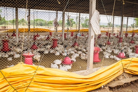 White broiler chickens raised for meat on a large poultry broiler farm in Maharashtra in India