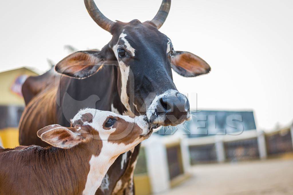 Mother and baby street cows on beach in Goa in India