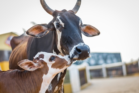 Mother and baby street cows on beach in Goa in India