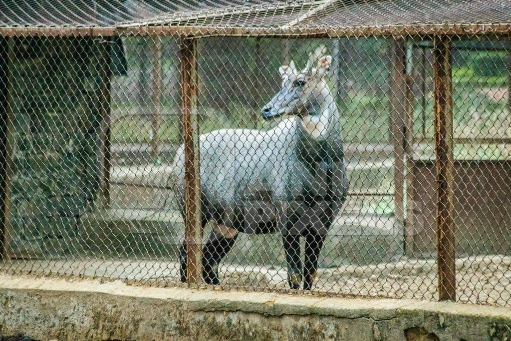 Nilgai antelope or blue bull in captivity in enclosure at Byculla zoo in  Mumbai : Anipixels