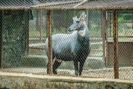 Nilgai antelope or blue bull in captivity in enclosure at Byculla zoo in Mumbai