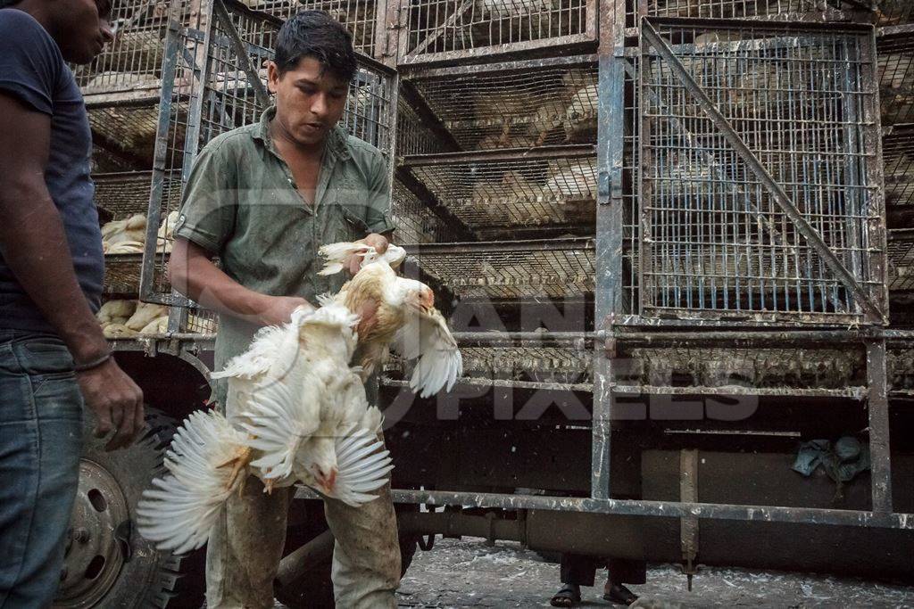 Broiler chickens raised for meat being unloaded from transport trucks near Crawford meat market in Mumbai