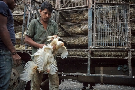 Broiler chickens raised for meat being unloaded from transport trucks near Crawford meat market in Mumbai