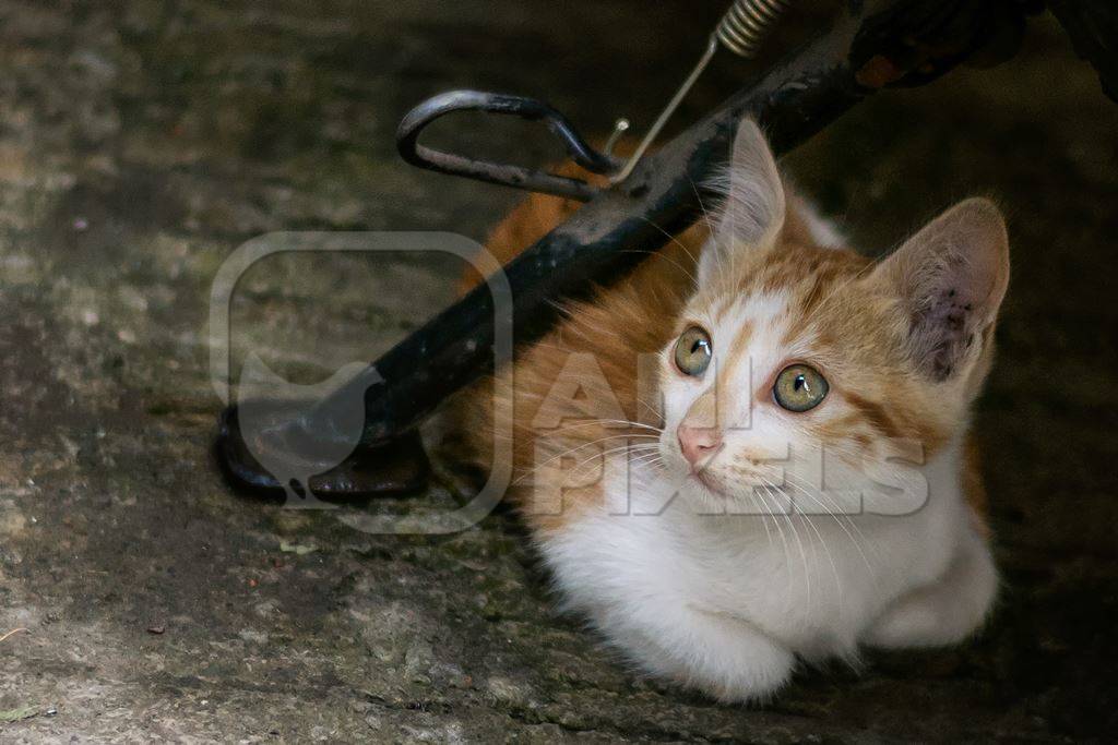 Small cute stray white and ginger kitten on street in Mumbai