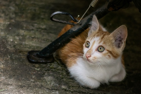 Small cute stray white and ginger kitten on street in Mumbai