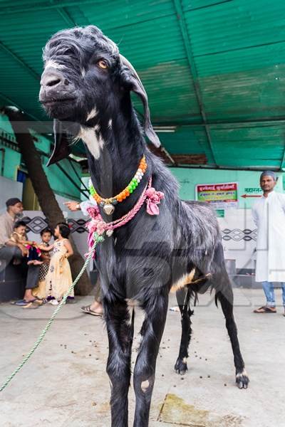 Large black goat tied up for Eid religious festival in urban city