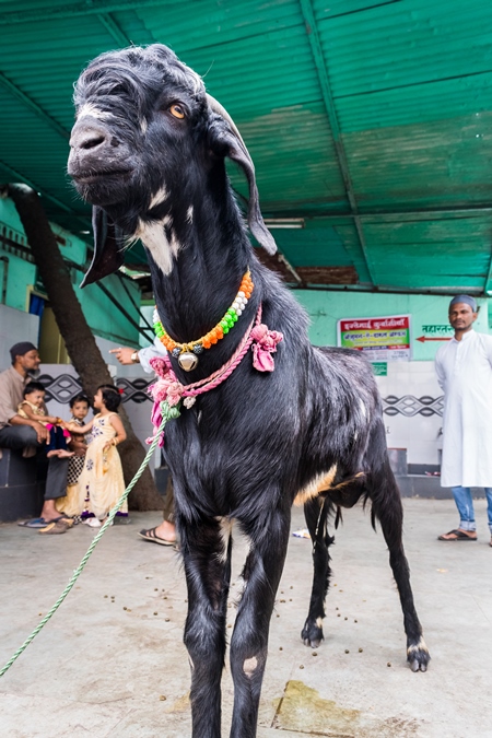 Large black goat tied up for Eid religious festival in urban city