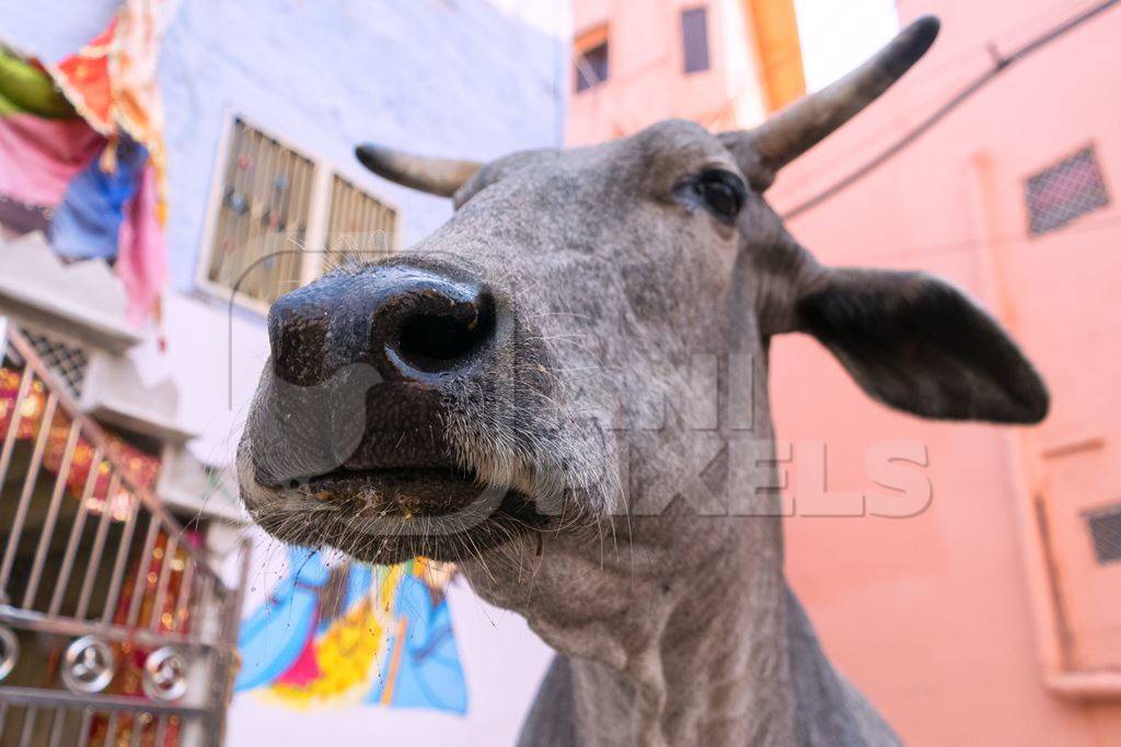 Street cow on street in Jodhpur in Rajasthan