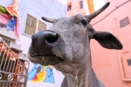 Street cow on street in Jodhpur in Rajasthan