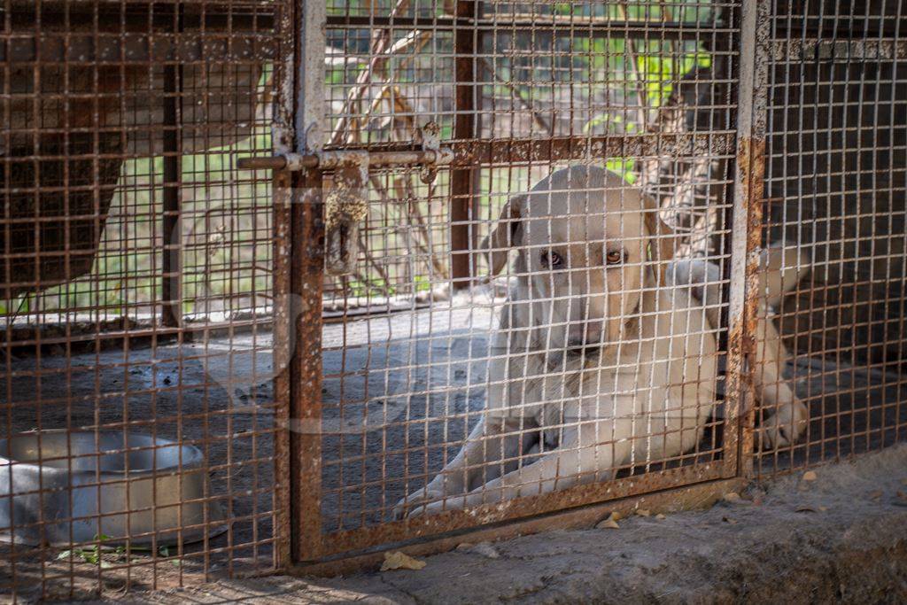 Sad and lonely pedigree breed dog kept as pet in rusty cage in Maharashtra, India