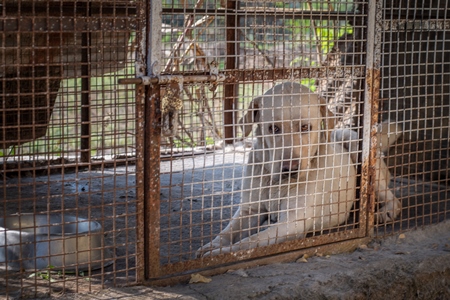 Sad and lonely pedigree breed dog kept as pet in rusty cage in Maharashtra, India